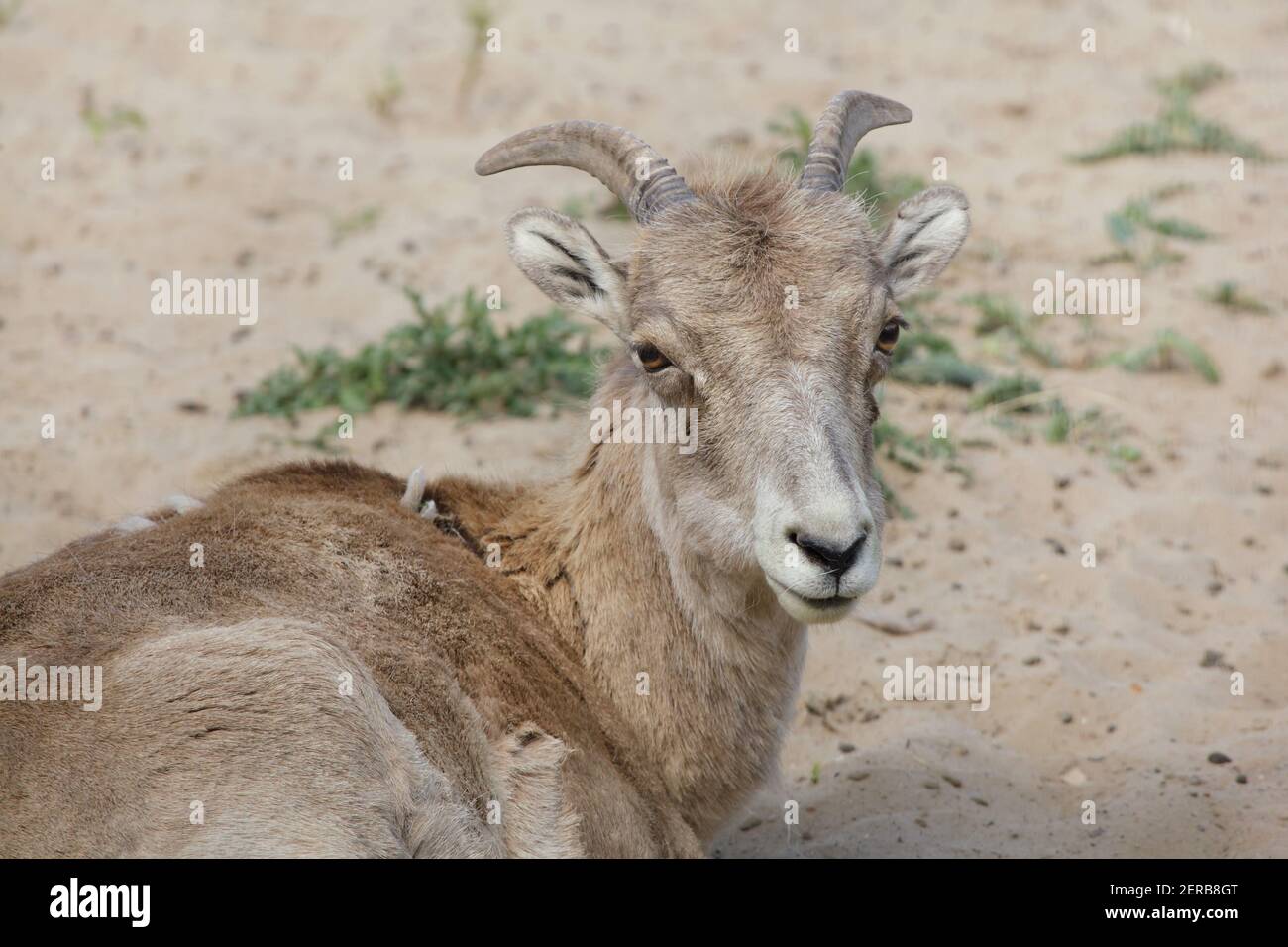 Marco Polo Schafe (Ovis ammon polii), auch bekannt als die Pamir Wildschaf. Stockfoto