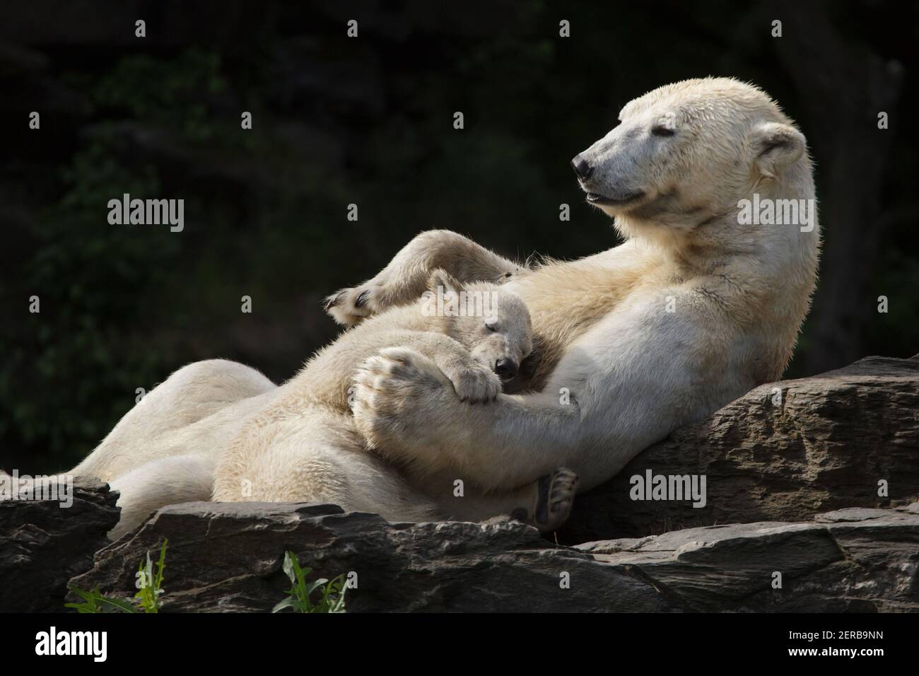 Eisbär (Ursus maritimus) mit seinem Jungen im Tierpark Berlin in Berlin. Die Eisbärin Hertha wurde am 1st. Dezember 2018 als Mutter Tonja und Vater Wolodja geboren. Stockfoto