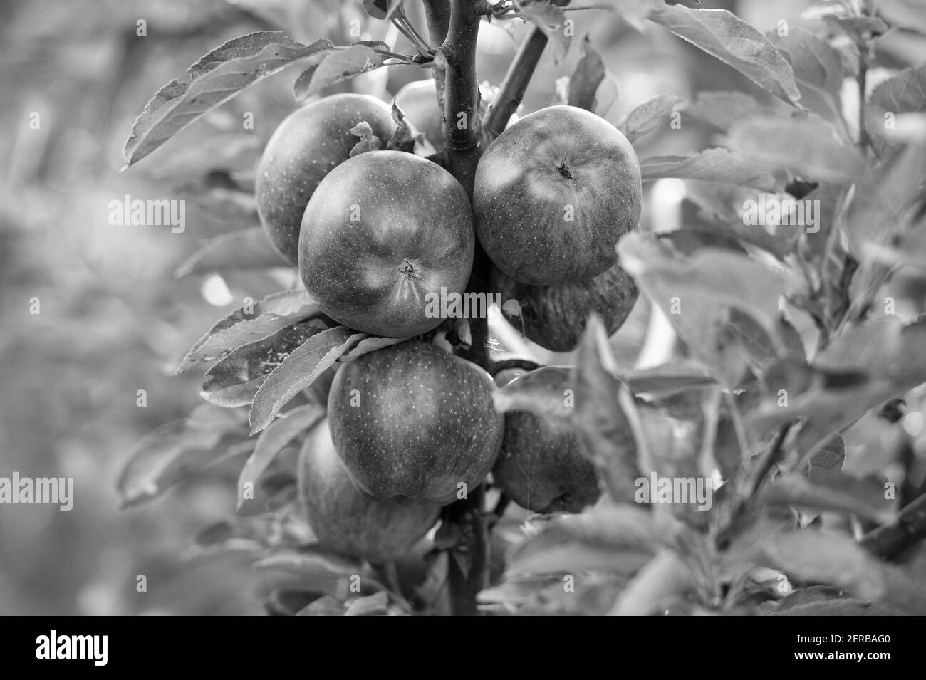 Herbsternte bringt Fülle von Früchten. Rote Äpfel reif auf Baum. Herbstgarten oder Obstgarten. Apfelanbau. Landwirtschaft und Gartenbau. Erntezeit. Herbstpflanzen. Stockfoto