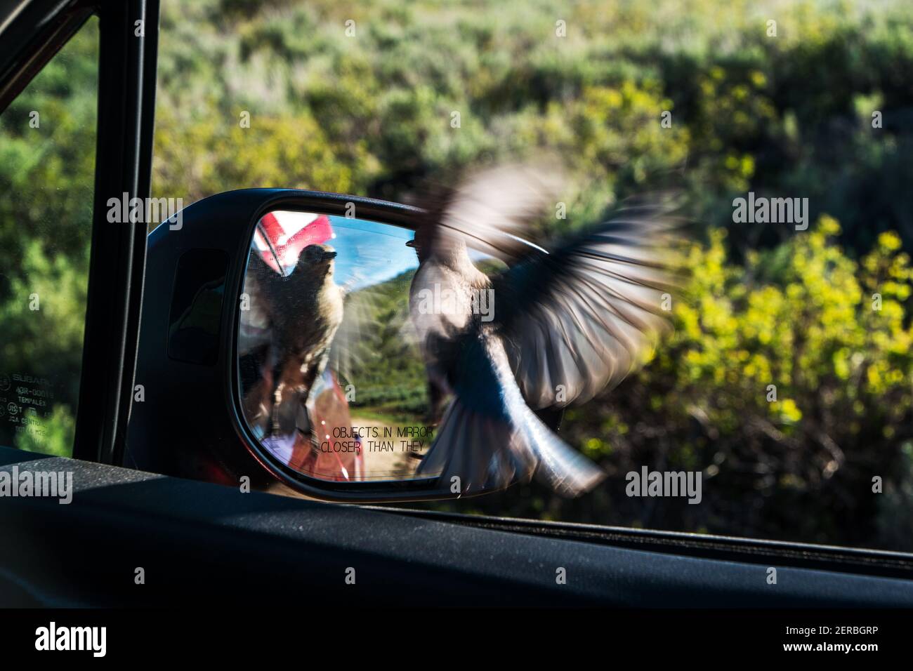 Eine wütende weibliche Mountain Bluebird (Sialia arctcia) sucht auf dem Elma Goodman Mountain Bluebird Trail nach Gegnern. Stockfoto