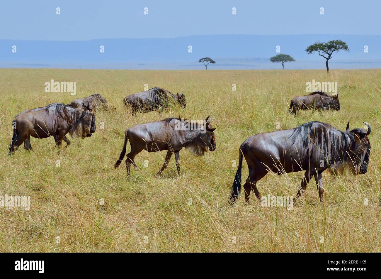 Gnus - Maasai Mara - Kenia 2012 Stockfoto