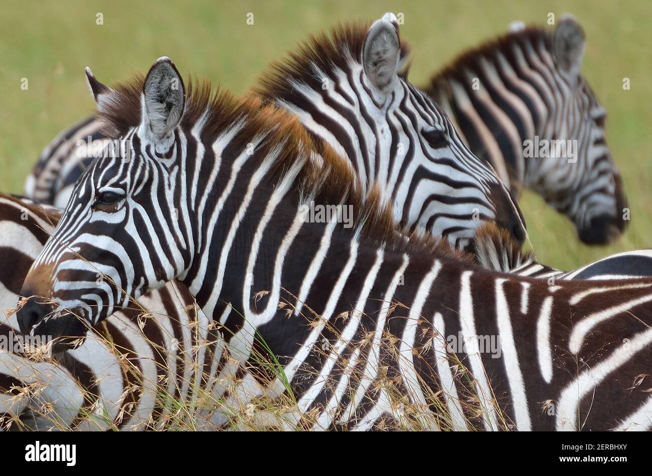 Zebras - Maasai Mara - Kenia 2012 Stockfoto