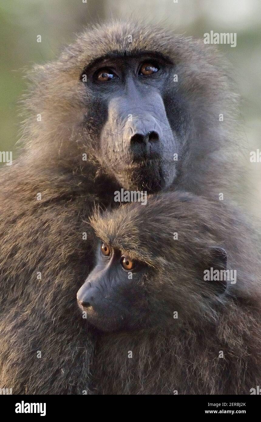 Paviane - Nakuru - Kenia 2012 Stockfoto