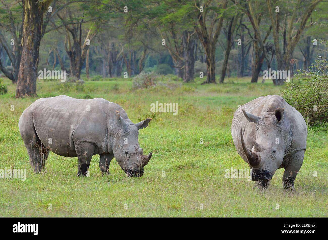 Weiße Nashörner - Nakuru - Kenia 2012 Stockfoto