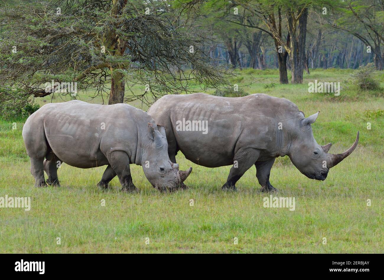 Weiße Nashörner - Nakuru - Kenia 2012 Stockfoto