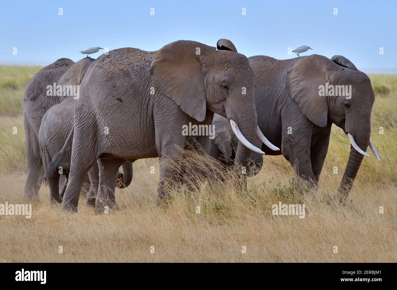 Elefanten - Amboseli - Kenia 2012 Stockfoto