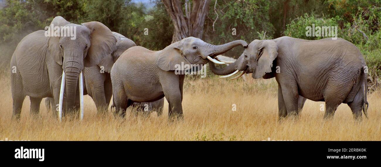 Elefanten - Amboseli - Kenia 2012 Stockfoto