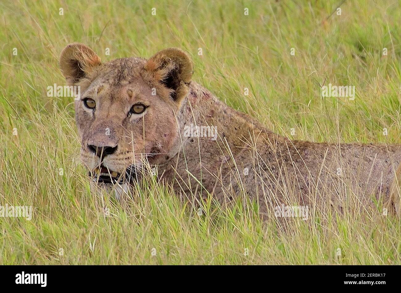 Löwin - Amboseli - Kenia 2012 Stockfoto