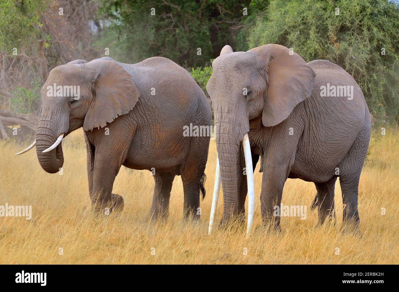 Elefanten - Amboseli - Kenia 2012 Stockfoto