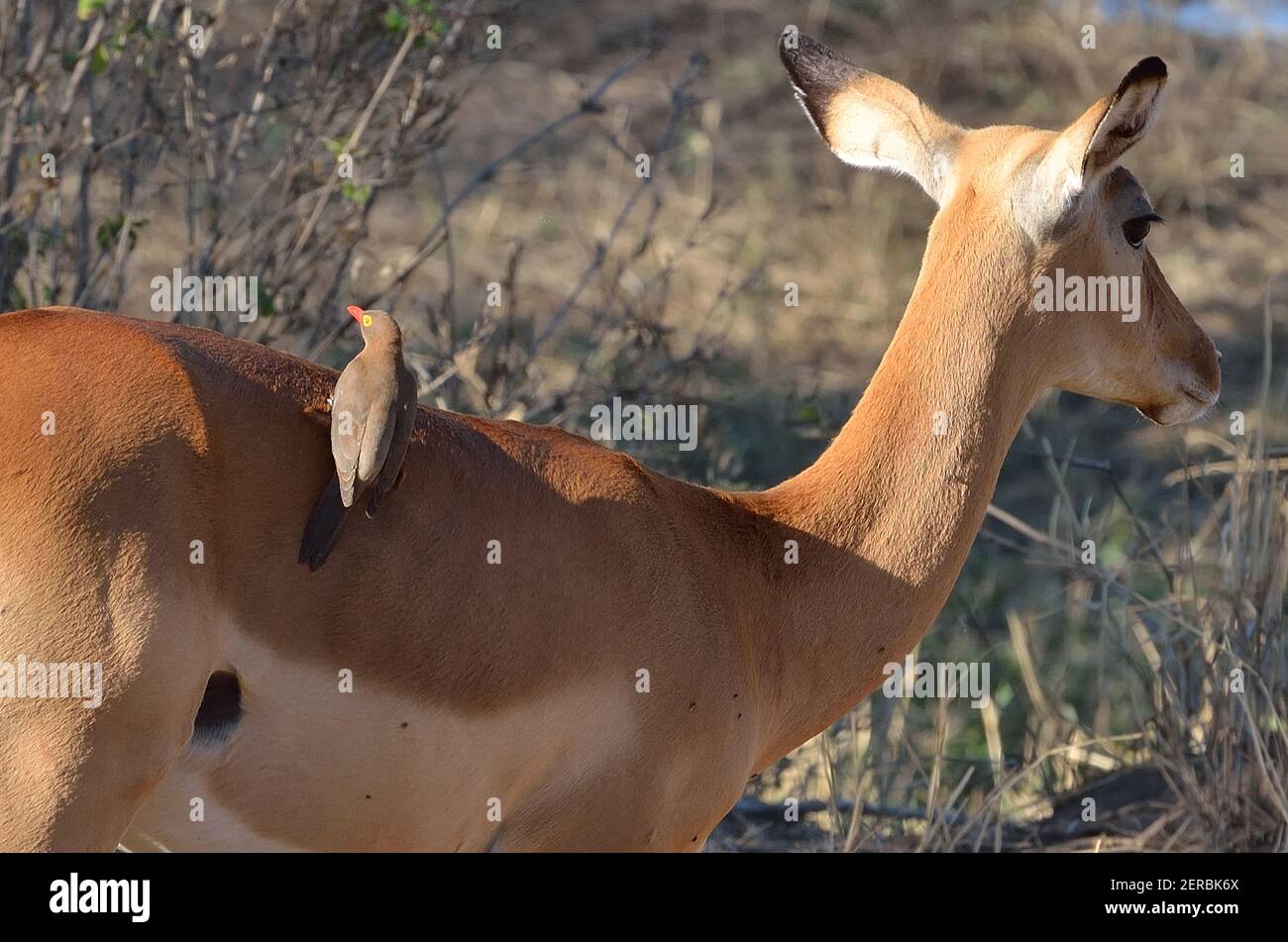 Impala und Buphagus - Tsavo West - Kenia 2012 Stockfoto