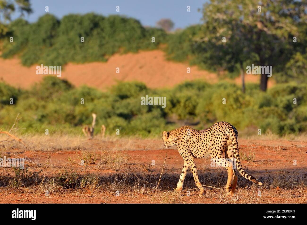 Cheetah - Tsavo East - Kenia 2012 Stockfoto