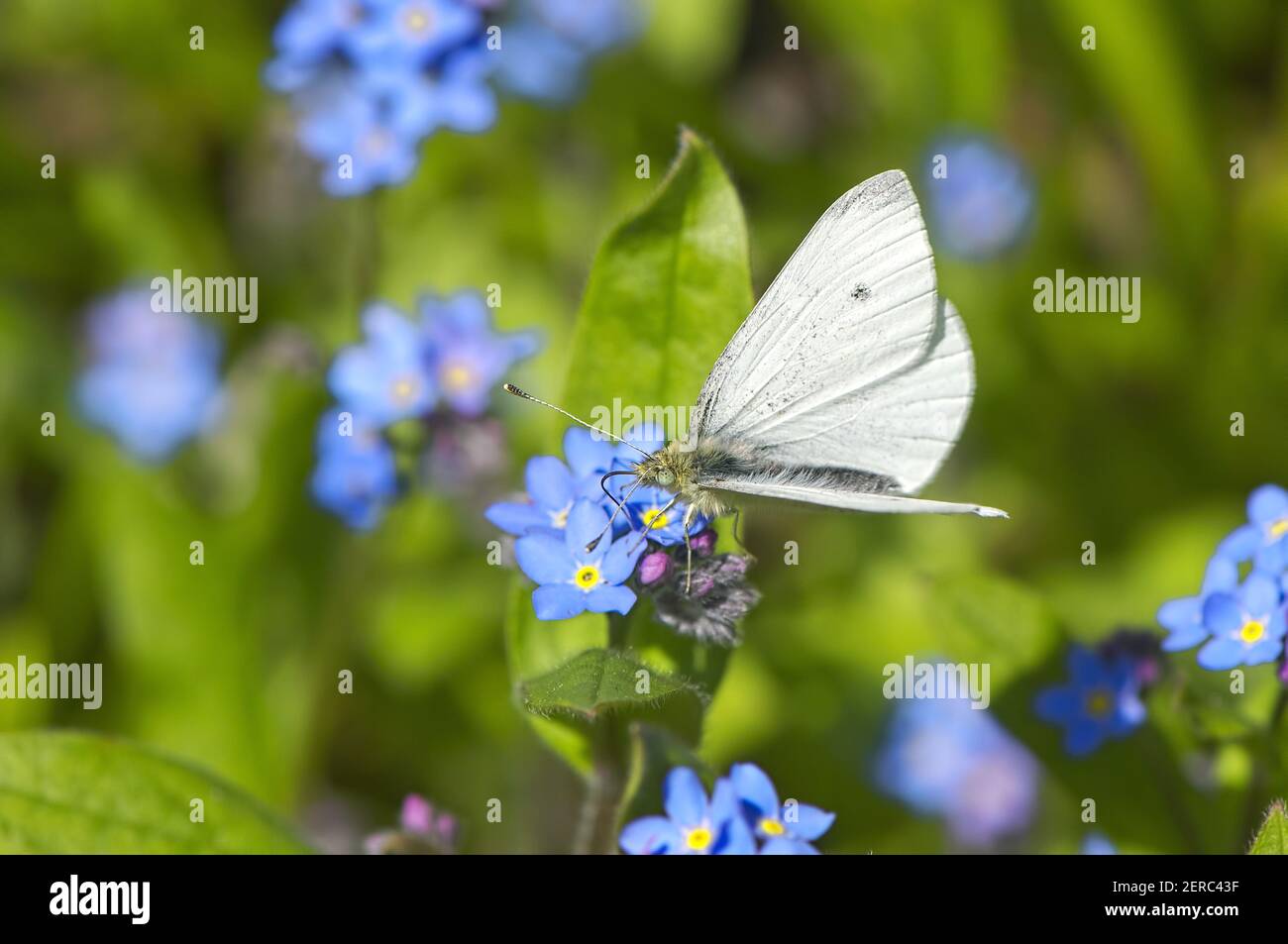 Kleiner Weißkohl-Schmetterling (Pieris rapae) auf einer gewöhnlichen Vergissmeinnicht-Blume (Myosotis arvensis). Stockfoto