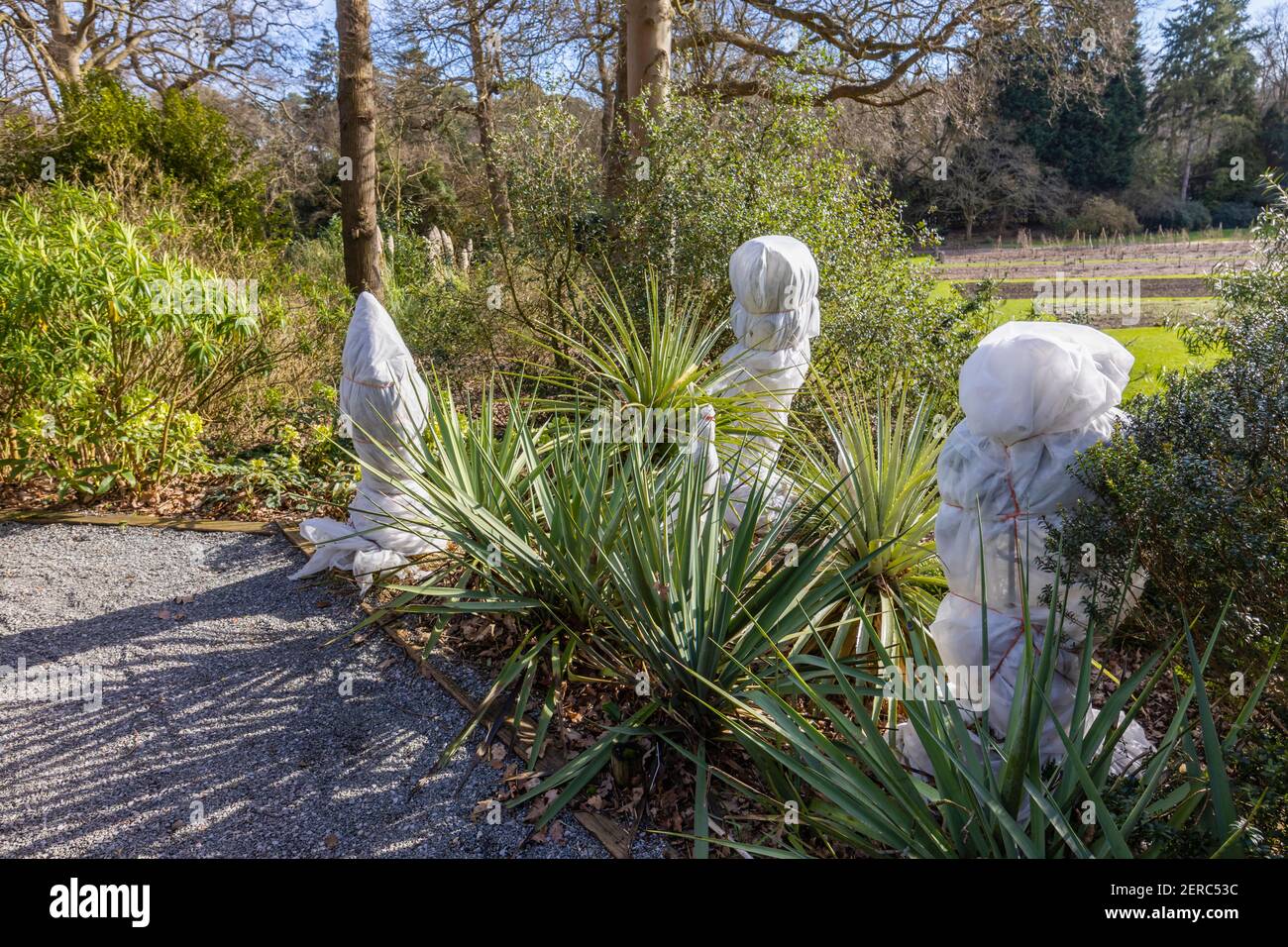 Zarte Pflanzen, umwickelt in Kunststoffbeläge, zum Schutz vor niedrigen Temperaturen im Winter in RHS Garden, Wisley, Surrey, Südostengland Stockfoto