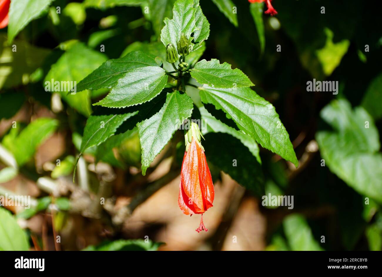 Die rote Blume des Turk's Cap Hibiscus, verwendet für kulinarische und medizinische Zwecke Stockfoto