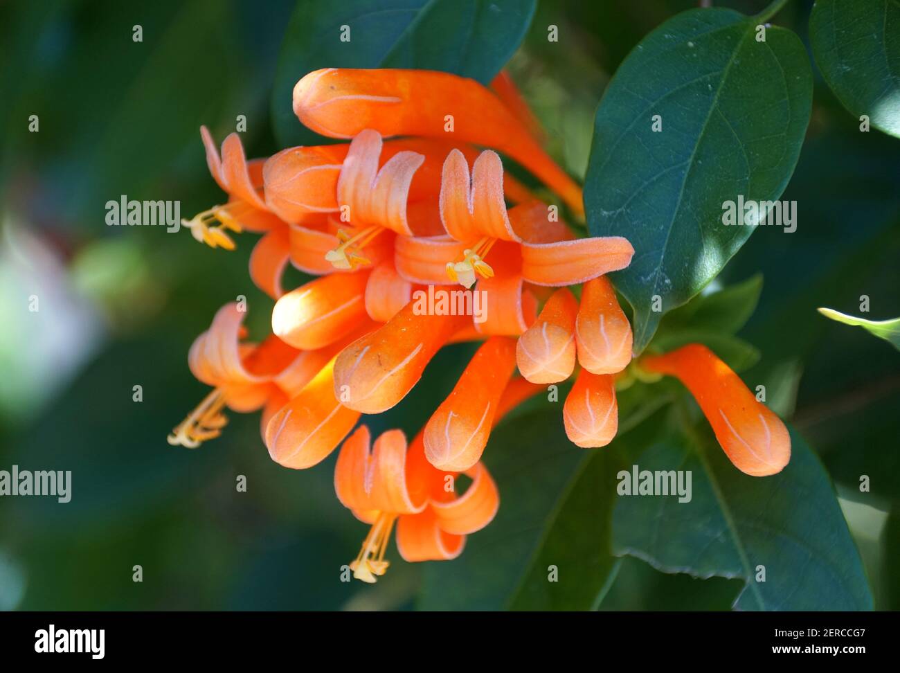 Die schöne orange Farbe der Flame Weinblume Stockfoto