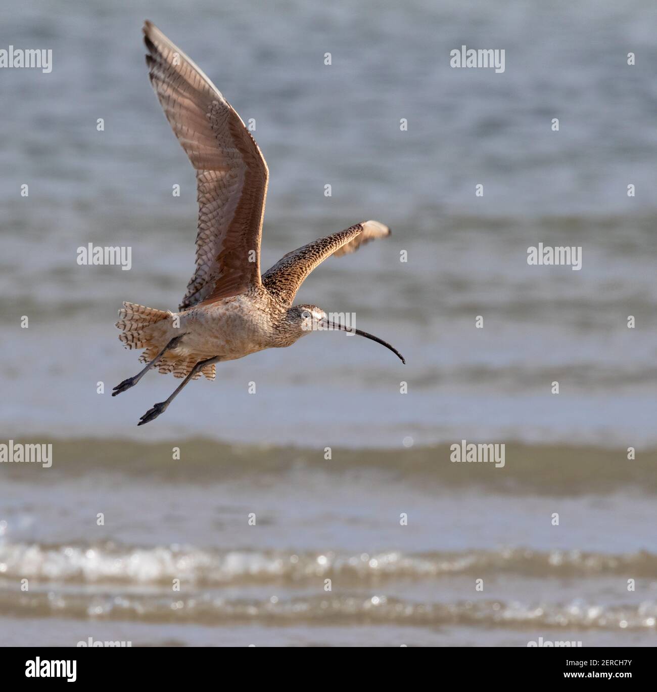 Langschnabelkugelschnecke (Numenius americanus), die über die Küste des Ozeans fliegt, Galveston, Texas, USA. Stockfoto