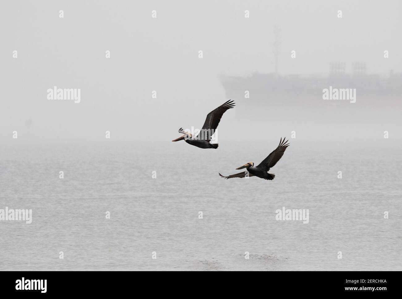 Braune Pelikane fliegen im dichten Nebel über dem Ozean, Galveston, Texas, USA. Stockfoto
