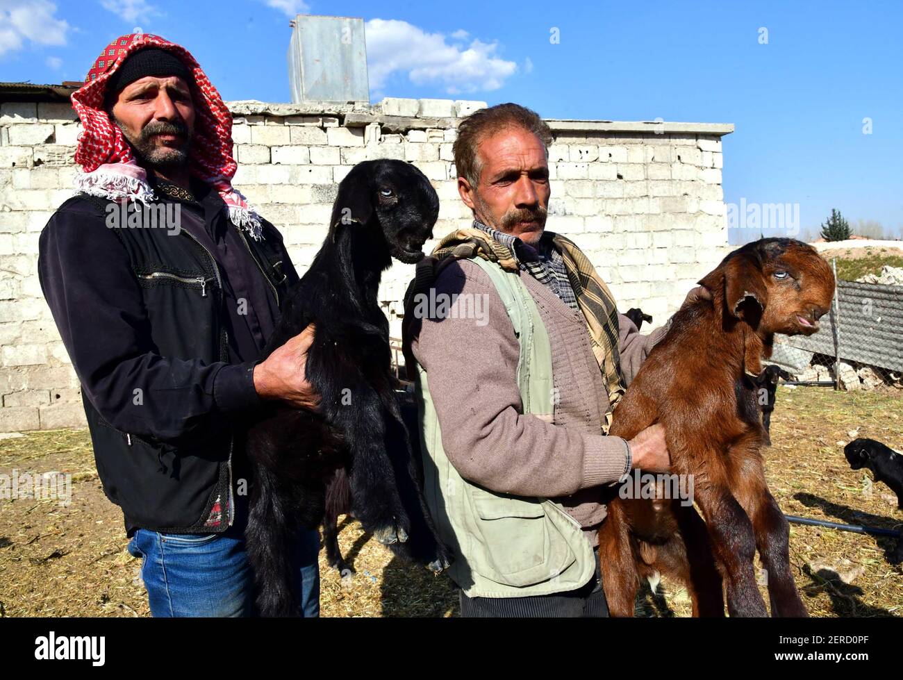 Damaskus, Syrien. Februar 2021, 28th. Hirten zeigen am 28. Februar 2021 auf einem Bauernhof in Damaskus, Syrien, Damaszener Ziegen. Quelle: Ammar Safarjalani/Xinhua/Alamy Live News Stockfoto