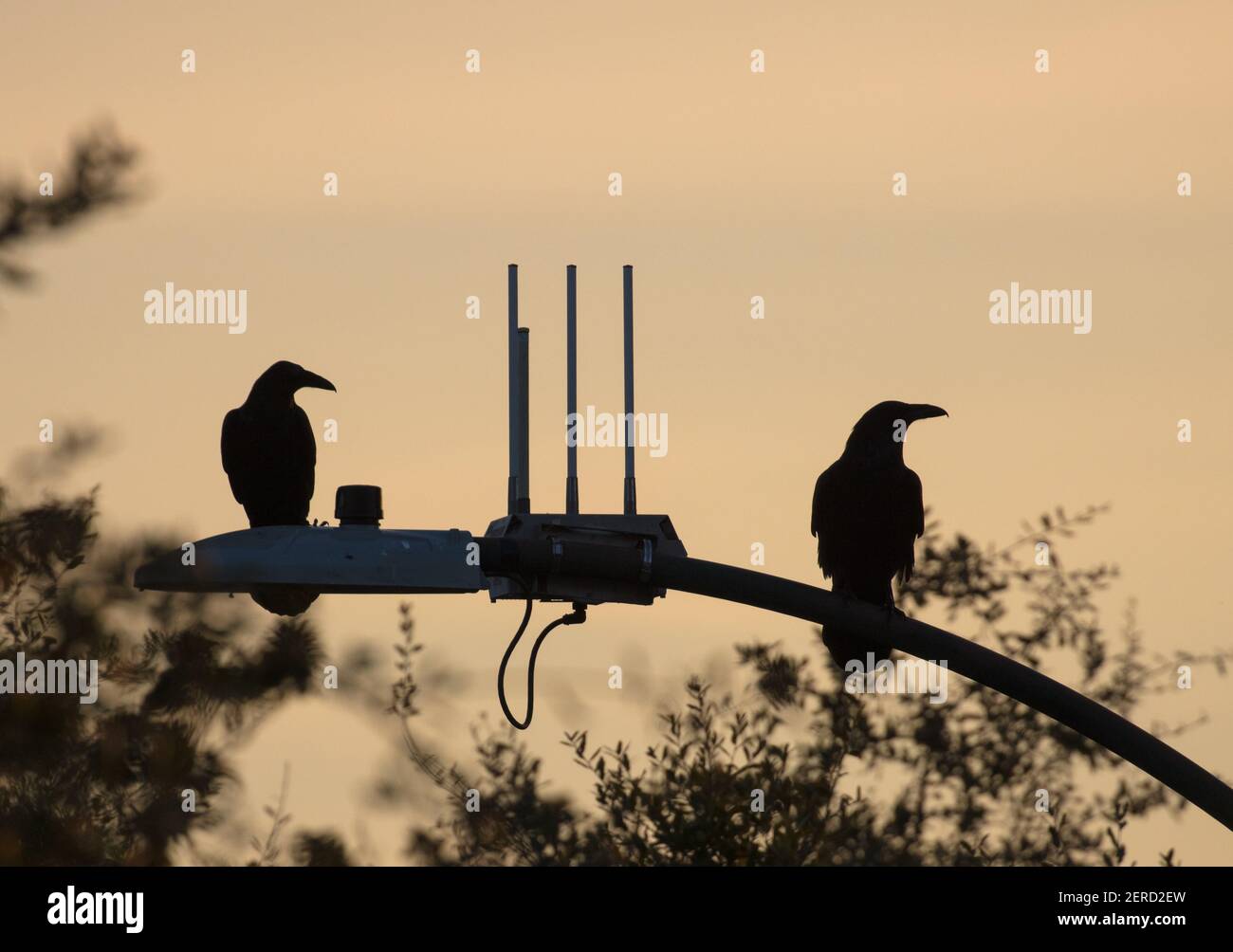 Krähen nahe 5G Antenne Stockfoto