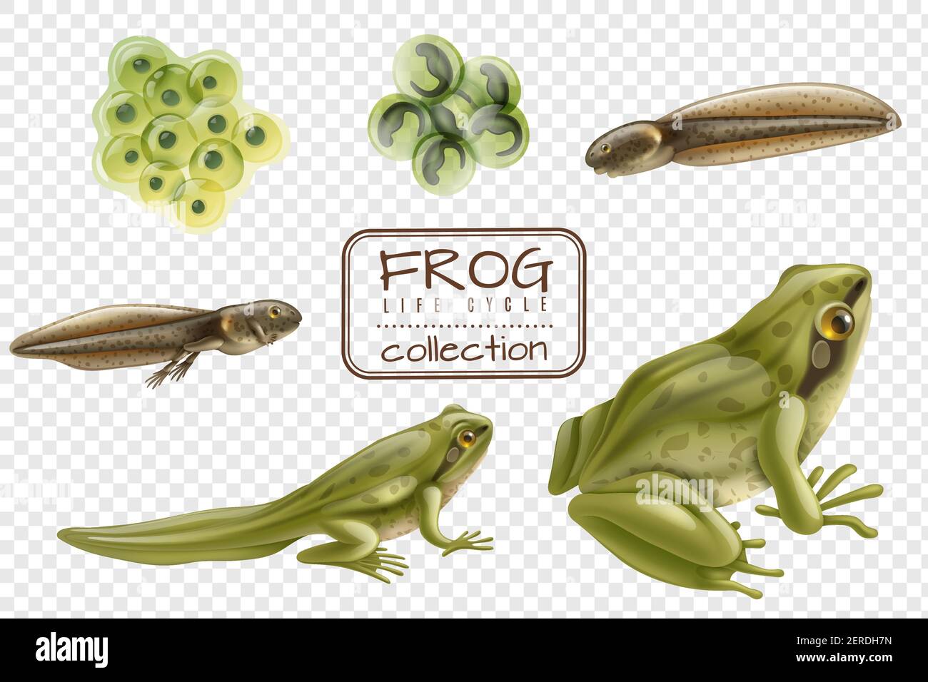 Frosch Lebenszyklusphasen realistische Set mit erwachsenen Tier befruchtet Eier Kaulquappe froglet transparent Hintergrund Vektor Illustration Stock Vektor