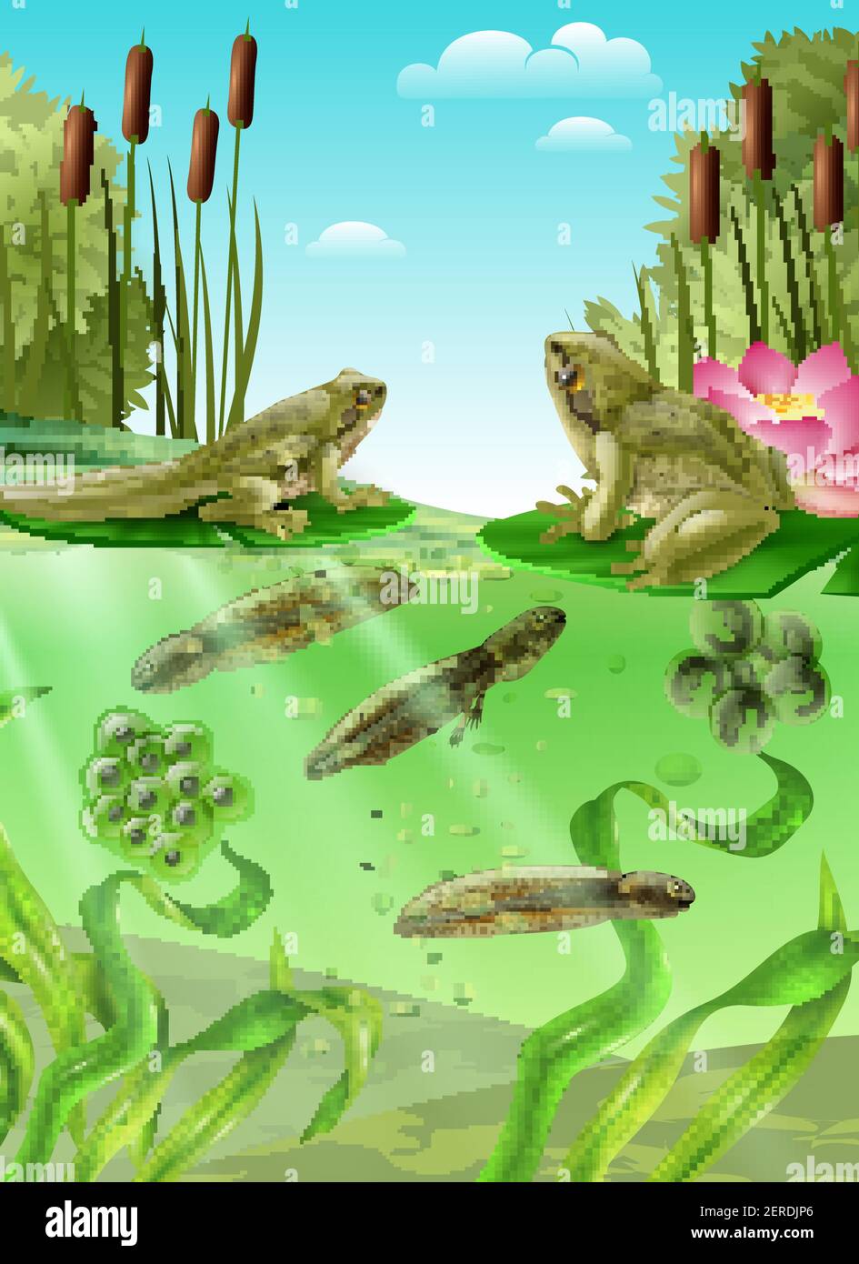 Frosch Lebenszyklus Wasserstufen realistisches Poster mit erwachsenen Amphibien Eier Masse Kaulquappe mit Beine Vektor-Illustration Stock Vektor