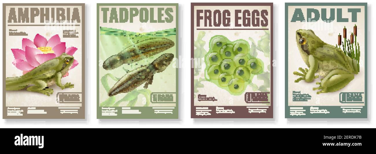 Frosch Lebenszyklus von befruchteten Eiern Gelee Kaulquappen zu Erwachsenen amphibia 4 realistische Plakate Set Vektor Illustration Stock Vektor