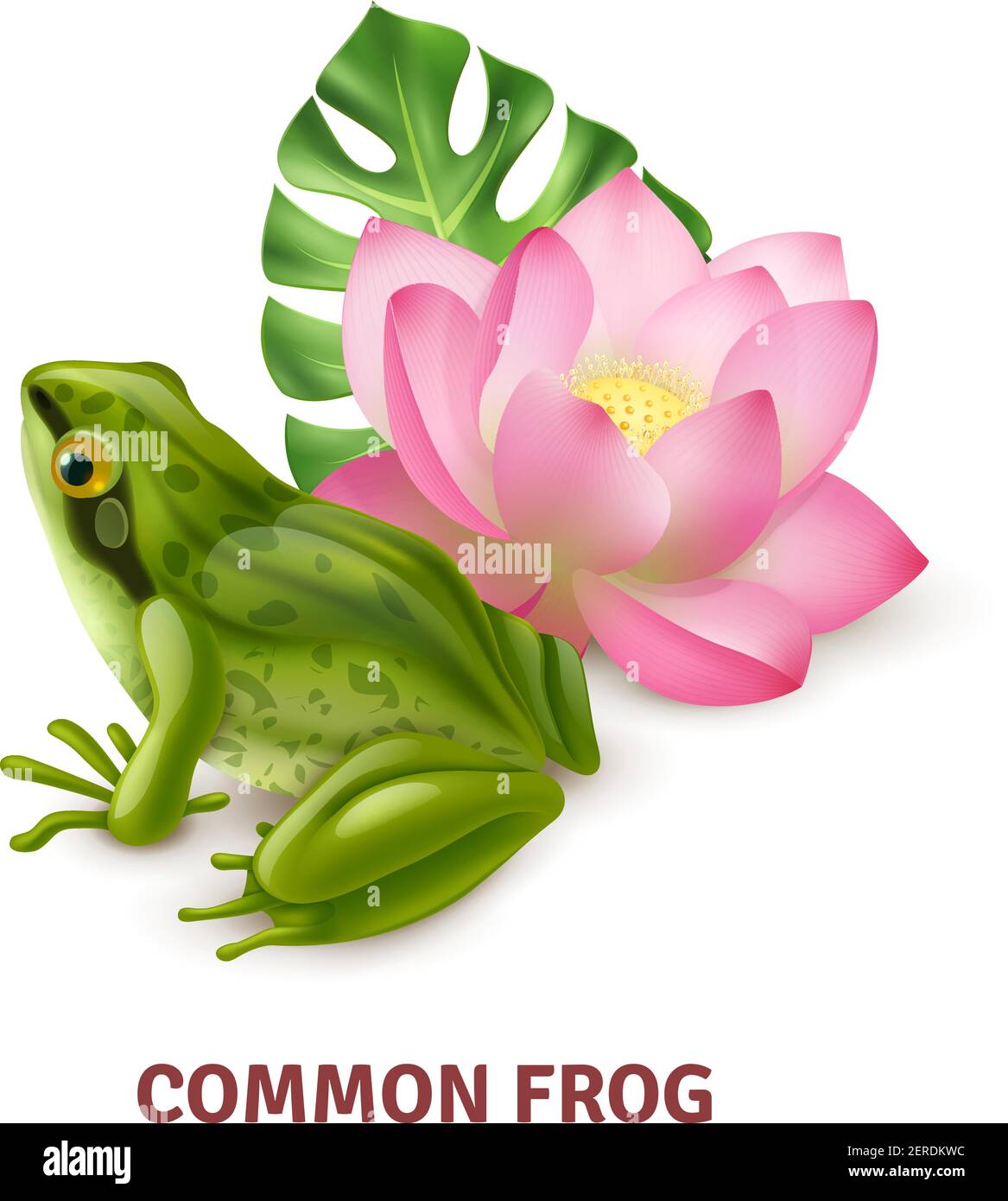 Erwachsene Frosch semi aquatischen Amphibien realistische Nahaufnahme Seitenansicht Bild mit Seerose Hintergrund Vektorgrafik Stock Vektor