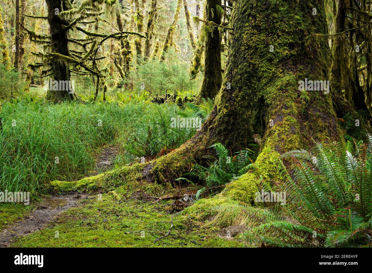 Sams River Loop Trail führt durch gemäßigten Wald, Queets Regenwald, Olympic National Park, Jefferson County, Washington, USA Stockfoto