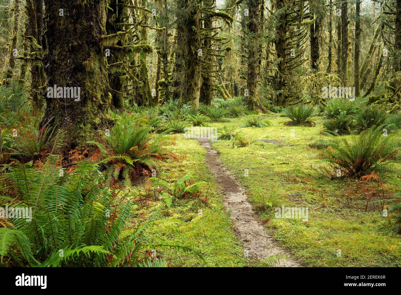 Sams River Loop Trail führt durch gemäßigten Wald, Queets Regenwald, Olympic National Park, Jefferson County, Washington, USA Stockfoto