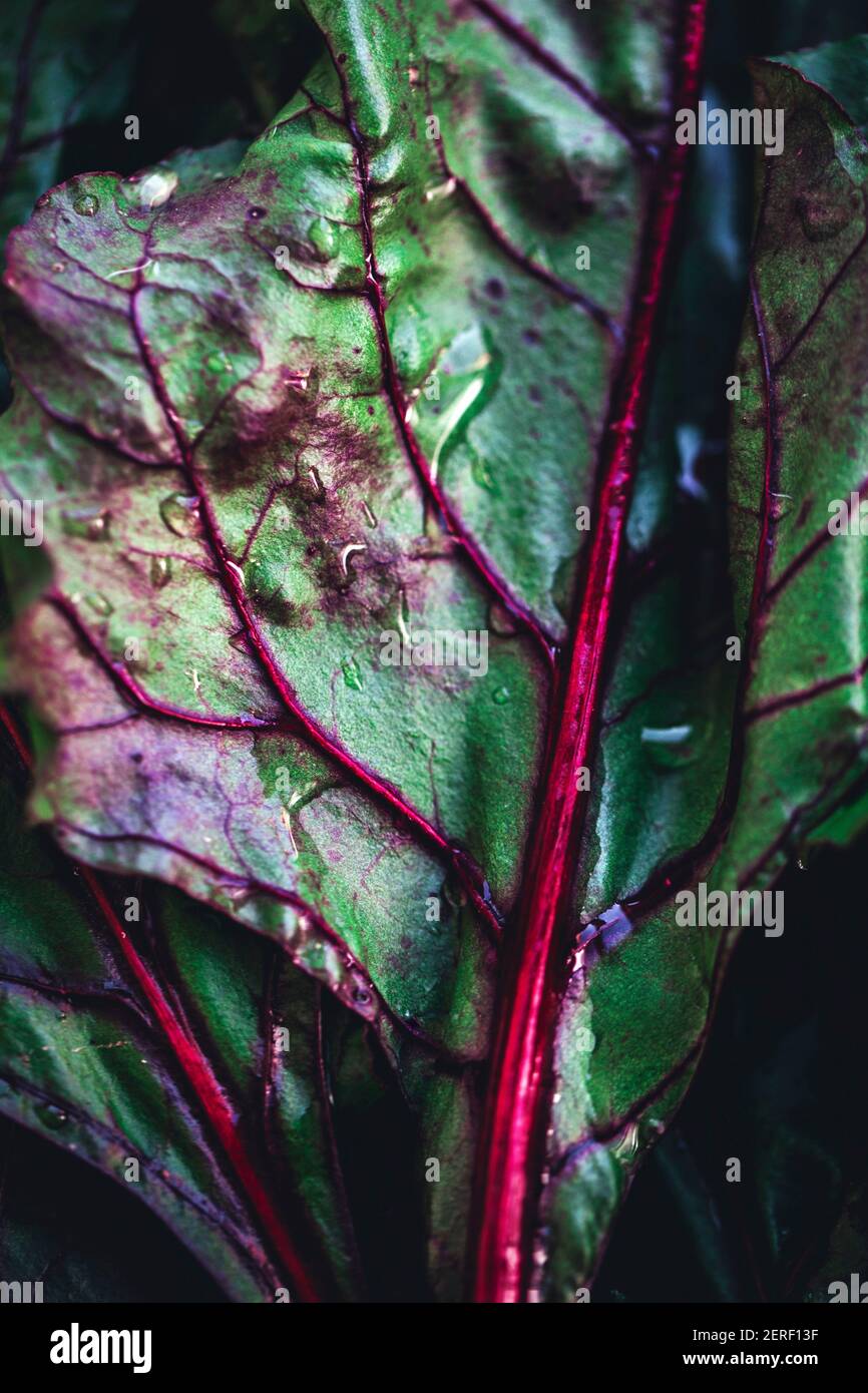 Rote Beete Blatt Stockfoto