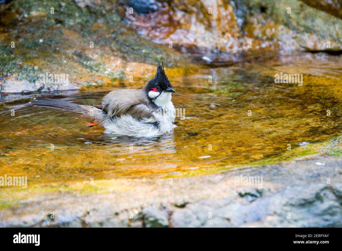 Der rothaarige Bulbul (Pycnonotus jocosus) duscht. Ist ein in Asien gefundener Singvogel. Es ist ein Mitglied der bulbul Familie. Stockfoto