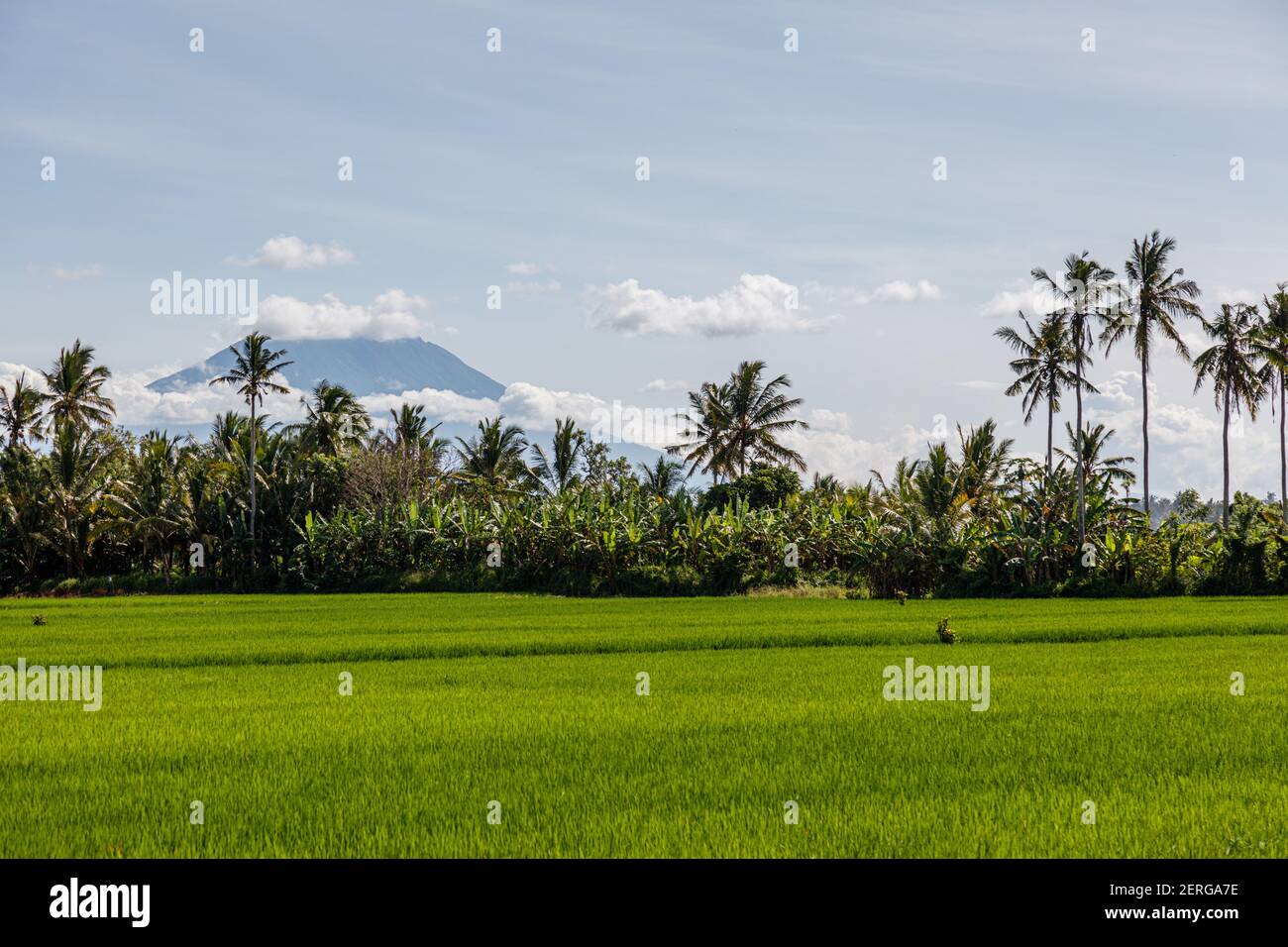 Reisfeld mit Berg Agung (Gunung Agung) im Hintergrund. Bali, Indonesien Stockfoto