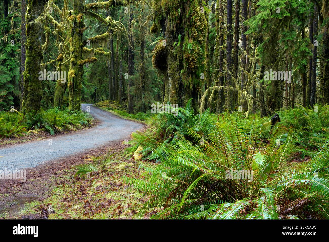 Lower Queets River Road, die durch gemäßigten Wald mit altem Baumbestand fließt, Queets Regenwald, Olympic National Park, Jefferson County, Washington, USA Stockfoto