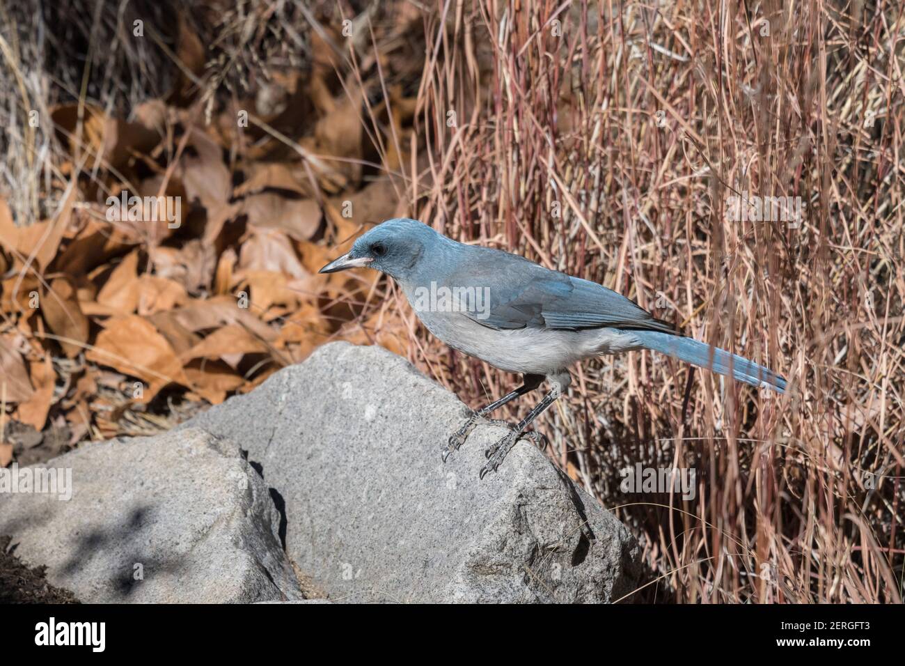Mexikanischer jay, Aphelocoma wollweberi, Nahrungssuche im Madera Canyon, Arizona. Stockfoto