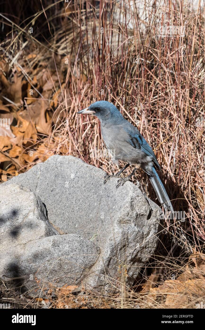 Mexikanischer jay, Aphelocoma wollweberi, Nahrungssuche im Madera Canyon, Arizona. Stockfoto
