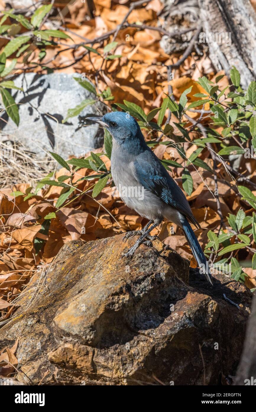 Mexikanischer jay, Aphelocoma wollweberi, Nahrungssuche im Madera Canyon, Arizona. Stockfoto