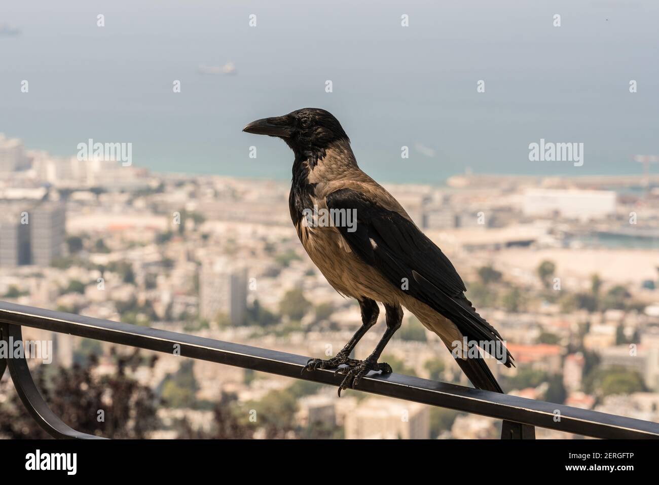 Die Hooded Crow, Corvus cornix, ist eine eurasische Vogelart, die in Nord-, Ost- und Südosteuropa und Teilen des Nahen Ostens weit verbreitet ist Stockfoto