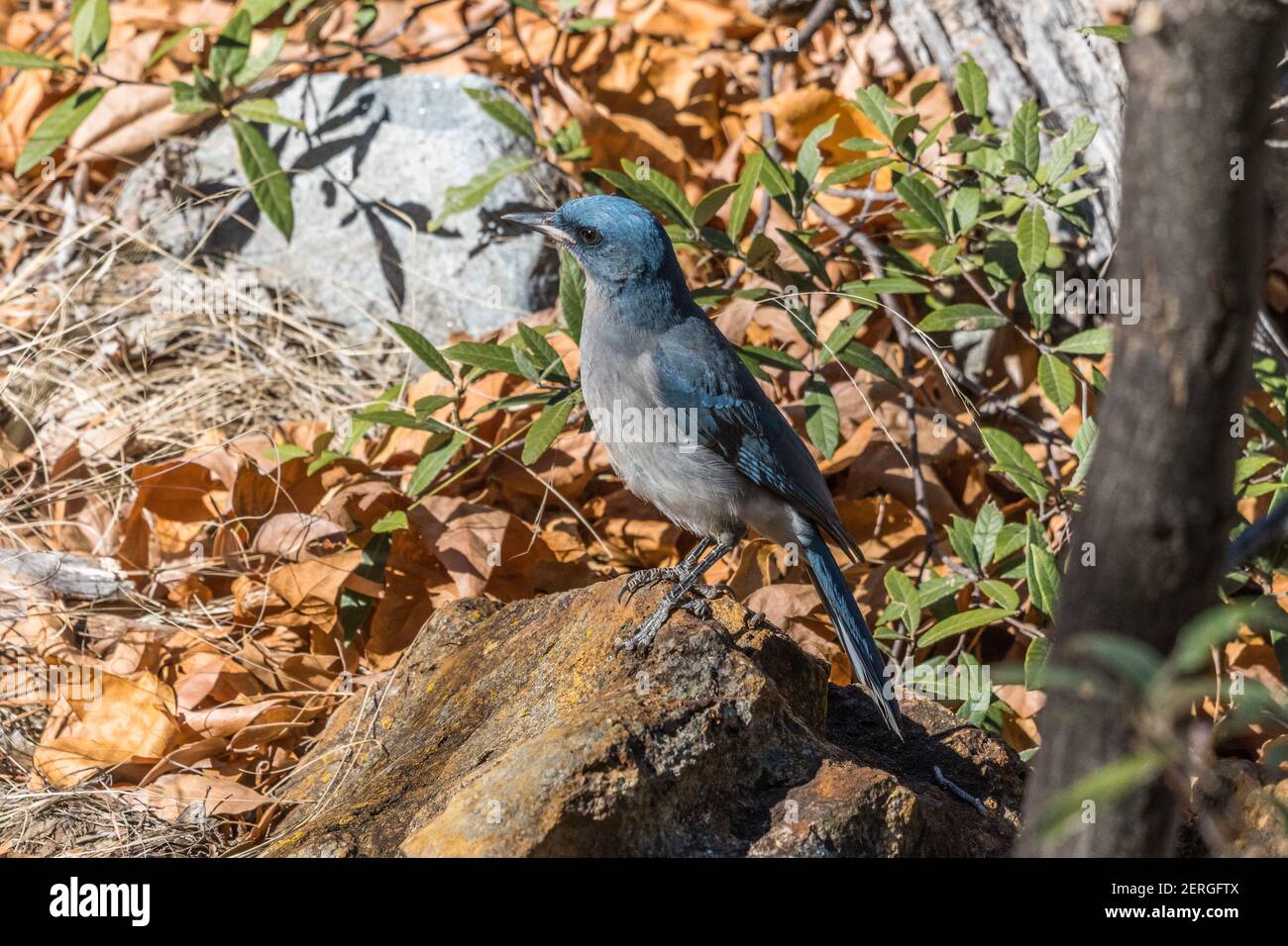 Mexikanischer jay, Aphelocoma wollweberi, Nahrungssuche im Madera Canyon, Arizona. Stockfoto