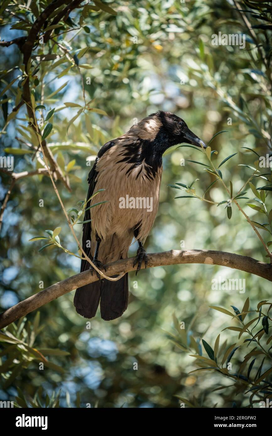 Eine Krähe mit Kapuze, Corvus cornix, auf dem Ölberg in Jerusalem. Die Hooded Crow ist eine eurasische Vogelart, die im Norden, Osten weit verbreitet ist Stockfoto