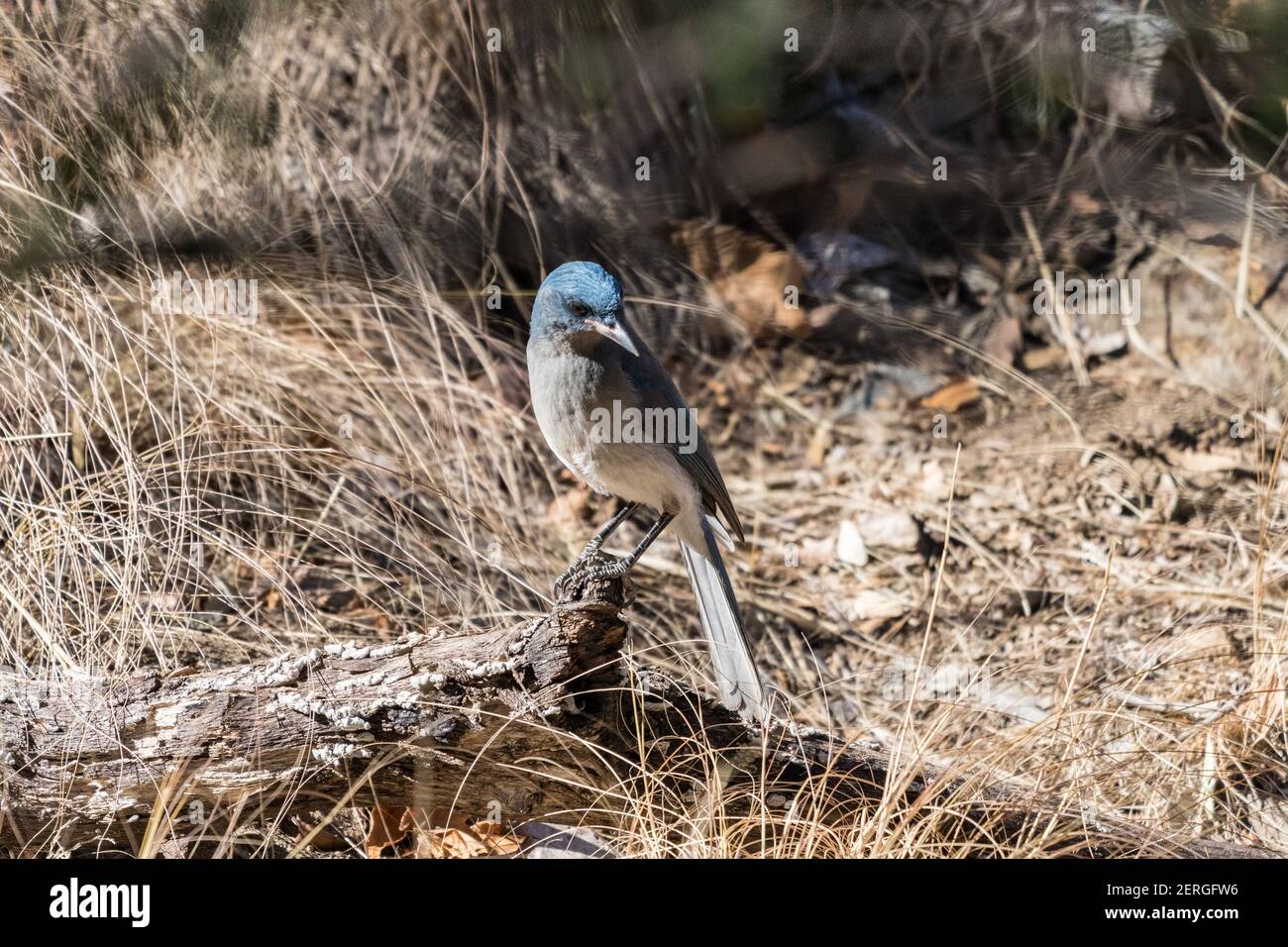Mexikanischer jay, Aphelocoma wollweberi, Nahrungssuche im Madera Canyon, Arizona. Stockfoto