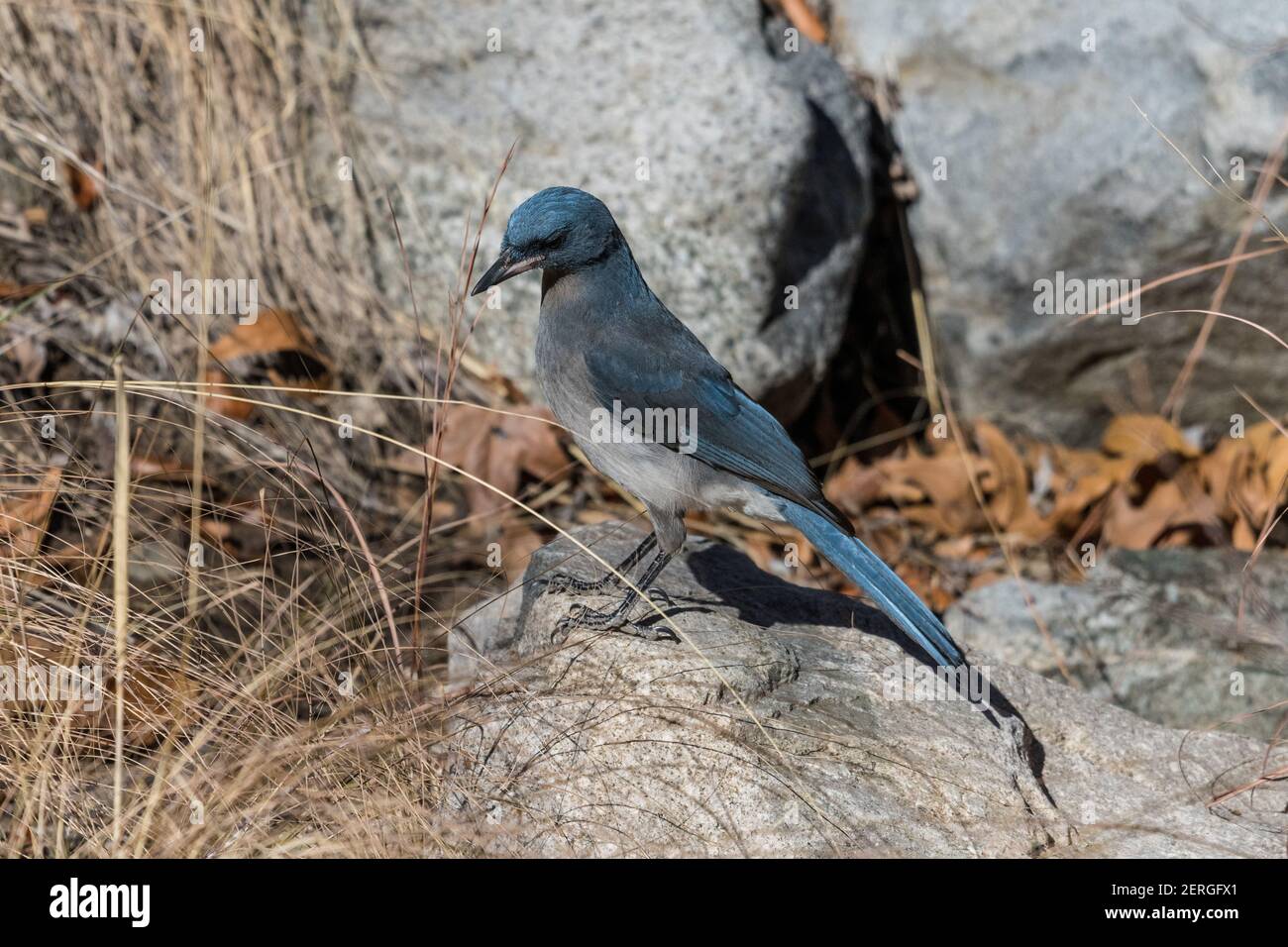 Mexikanischer jay, Aphelocoma wollweberi, Nahrungssuche im Madera Canyon, Arizona. Stockfoto