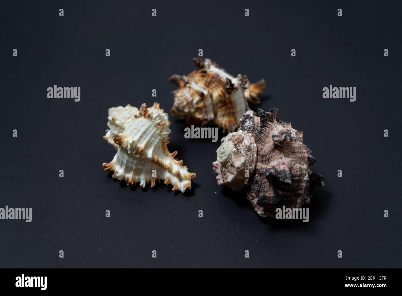 Schöne Gruppe von drei Muscheln der Meeresschnecken der Gattung Murex auf schwarzem Hintergrund. Stockfoto Schöne Gruppe von drei Muscheln der Meeresschnecken der Gattung Murex auf schwarzem Hintergrund. Stockfoto