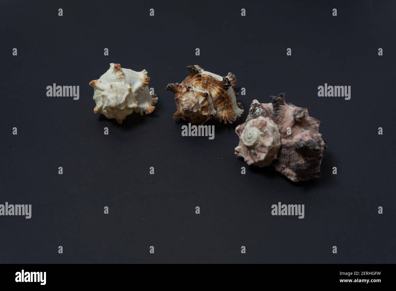Schöne Gruppe von drei Muscheln der Meeresschnecken der Gattung Murex auf schwarzem Hintergrund. Stockfoto Schöne Gruppe von drei Muscheln der Meeresschnecken der Gattung Murex auf schwarzem Hintergrund. Stockfoto