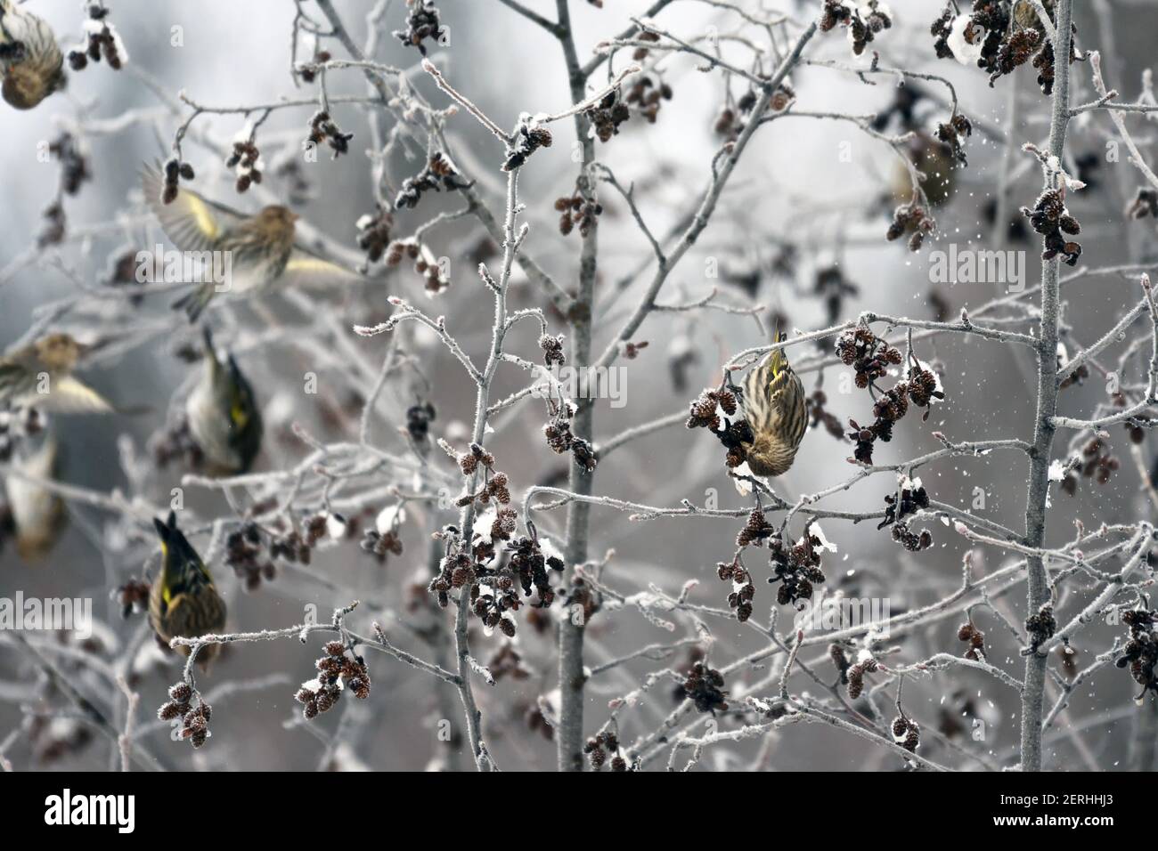 Kiefer Siskins Fütterung von Erlen Samen im Winter. Yaak Valley, nordwestlich von Montana. (Foto von Randy Beacham) Stockfoto
