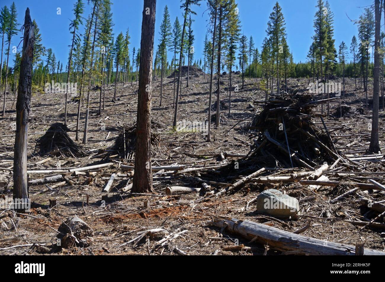 Regeneration clearcut und Schrägstapeln zum Brennen im Kootenai National Forest. Yaak Valley, nordwestlich von Montana. (Foto von Randy Beacham) Stockfoto
