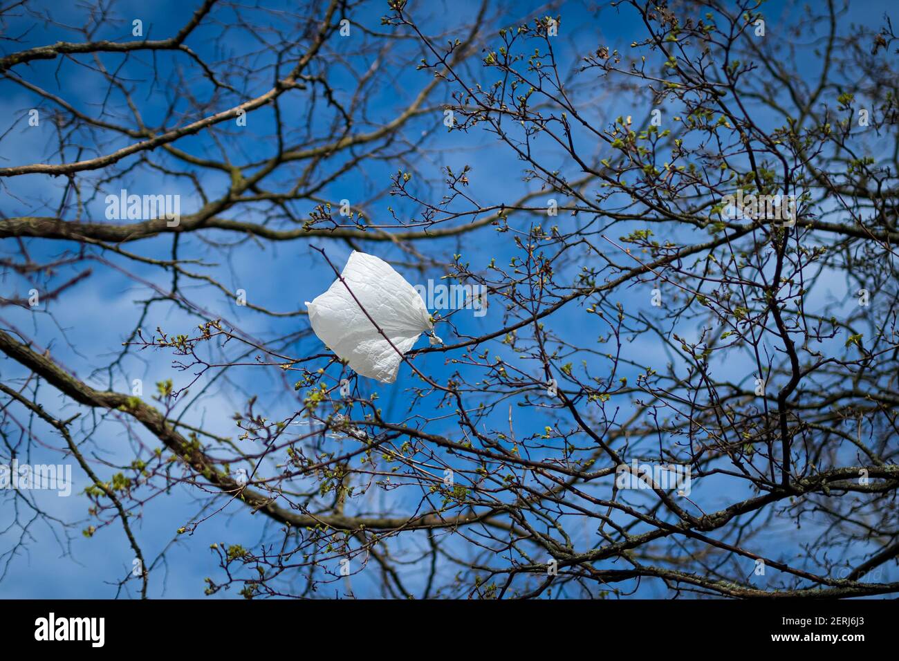 Weiße Plastiktüte in einem Baum ohne Blätter Stockfoto