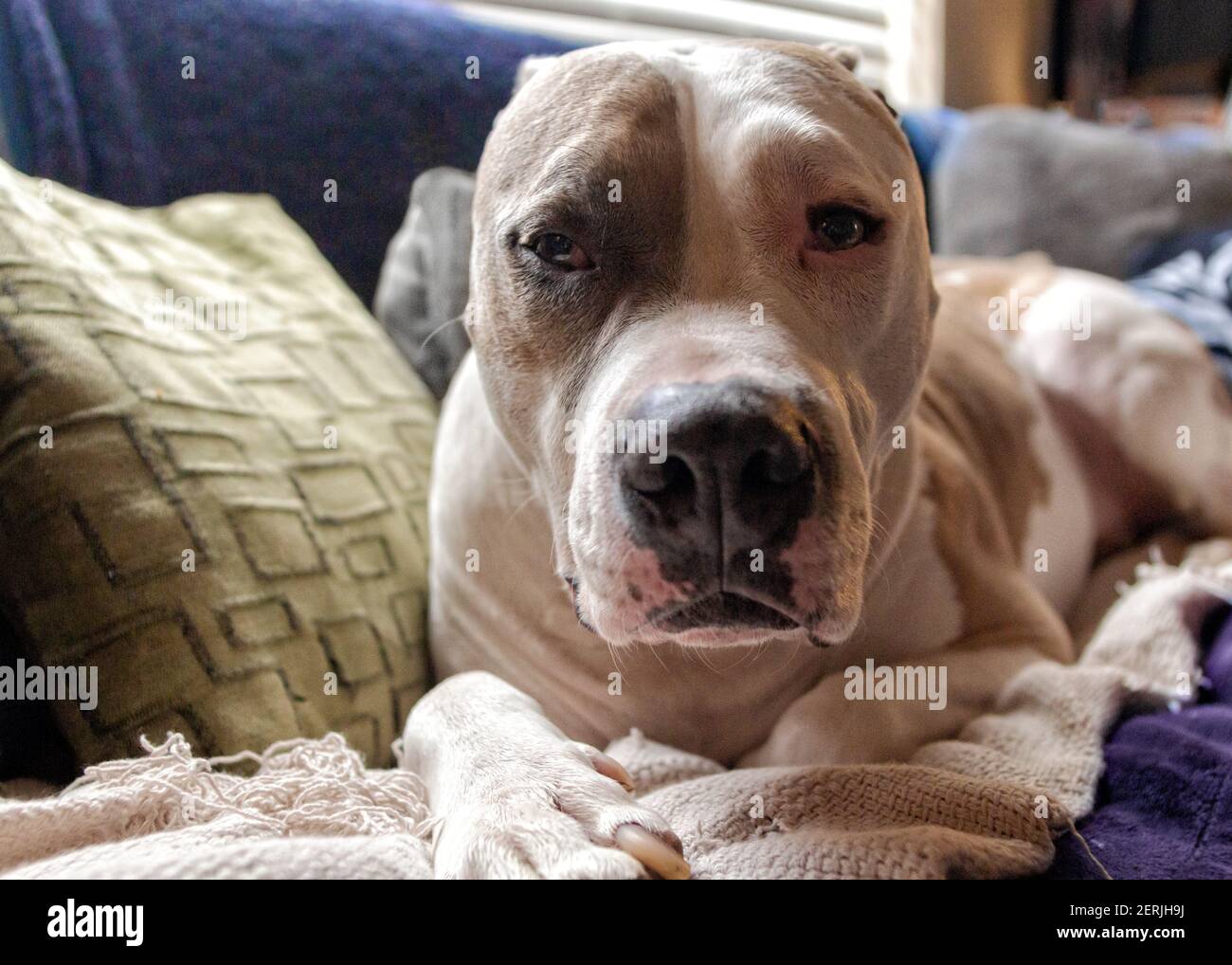 Ein Mischlingshund (American Staffordshire Pit Bull Terrier und American Pit Bull Terrier) (Canis lupus familiaris) blickt direkt auf die Kamera. Stockfoto