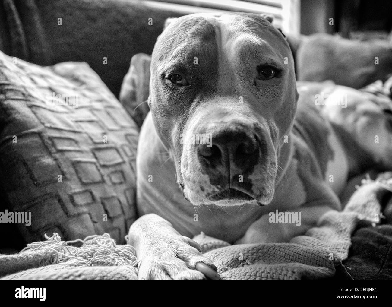 Ein Mischlingshund (American Staffordshire Pit Bull Terrier und American Pit Bull Terrier) (Canis lupus familiaris) blickt direkt auf die Kamera. Stockfoto