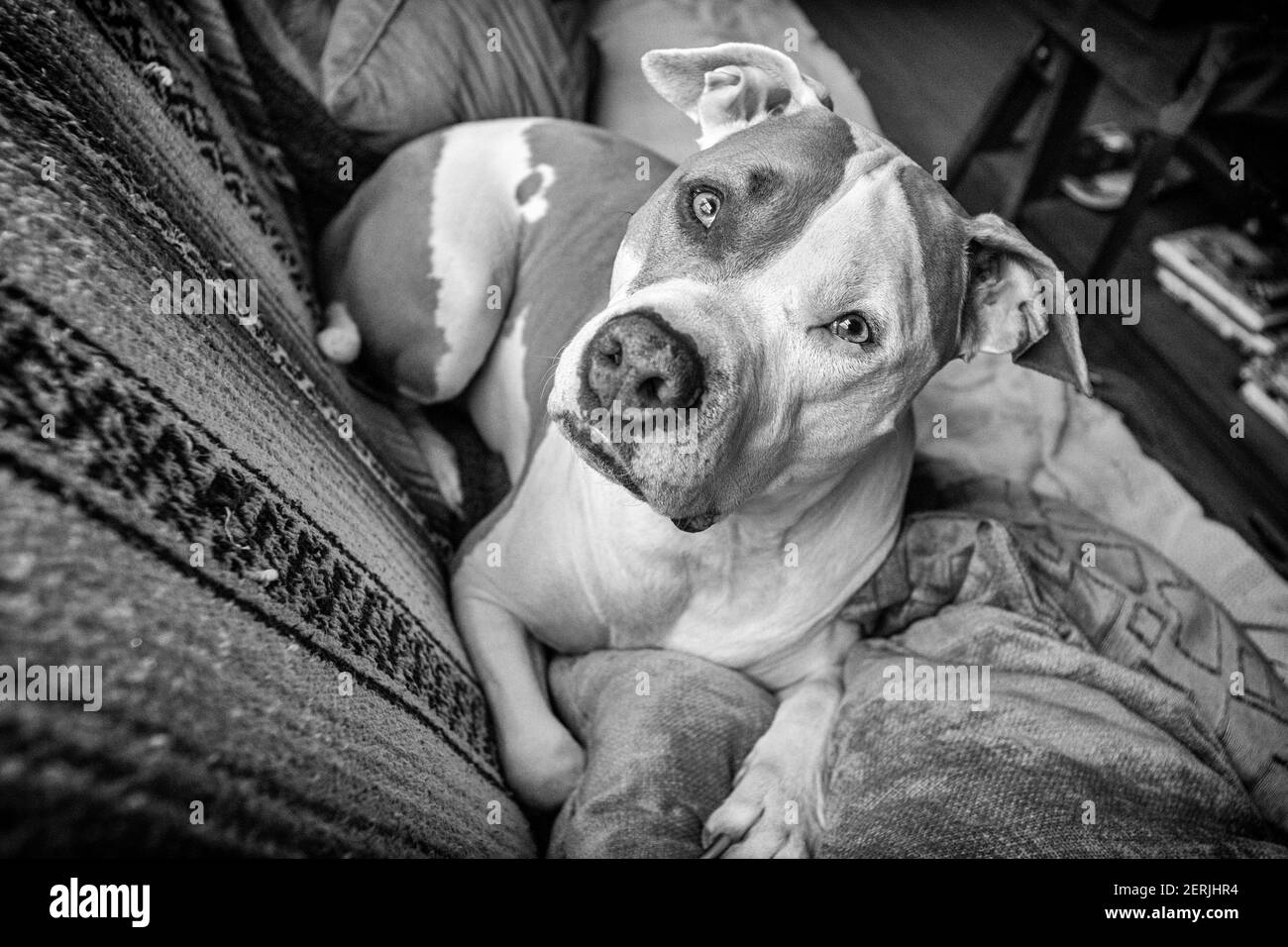 Ein gemischter Pitbull Hund (American Staffordshire Pit Bull Terrier und American Pit Bull Terrier) (Canis lupus familiaris) sieht auf einer Couch wachsam aus. Stockfoto