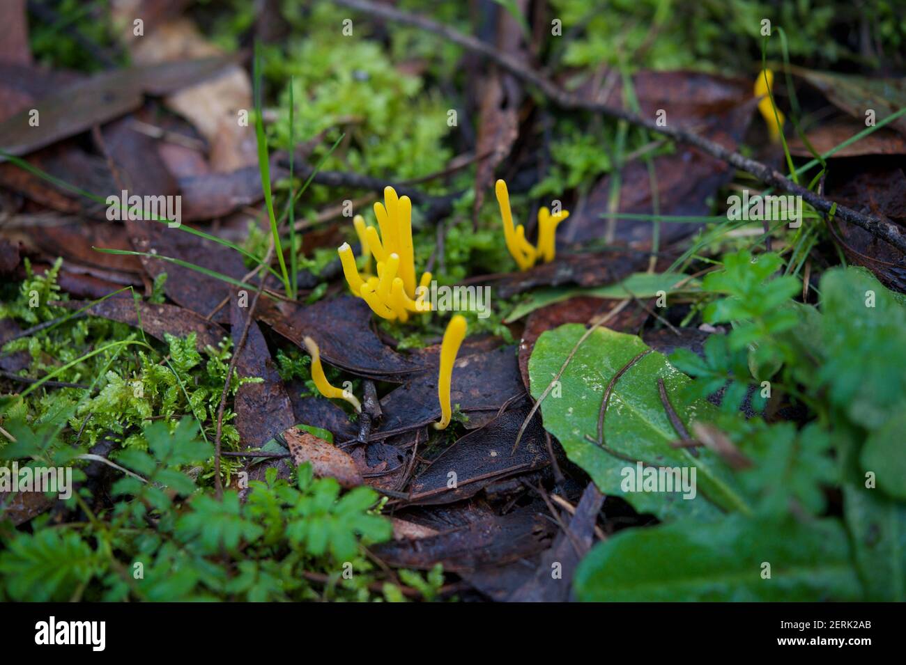 Diese Korallenpilze (Clavulinopsis Amoena - was für ein Name!) Sind wirklich klein, aber ihre leuchtend gelbe Farbe macht sie leichter im Blattstreu zu erkennen. Stockfoto